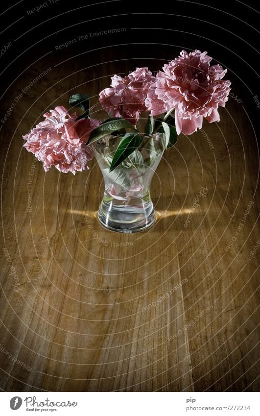 Withered Flower Leaf Blossom Peony Flower vase Wood Glass Old Esthetic Sadness Grief Transience Limp Faded Pink Dark Still Life Calm Delicate Colour photo