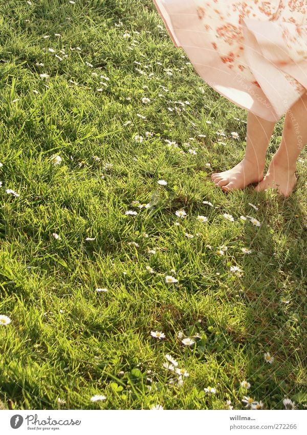 barefoot in the grass Barefoot Grass Legs Feet Infancy Meadow Summer Beautiful weather Wind Daisy Skirt Dress Child Girl