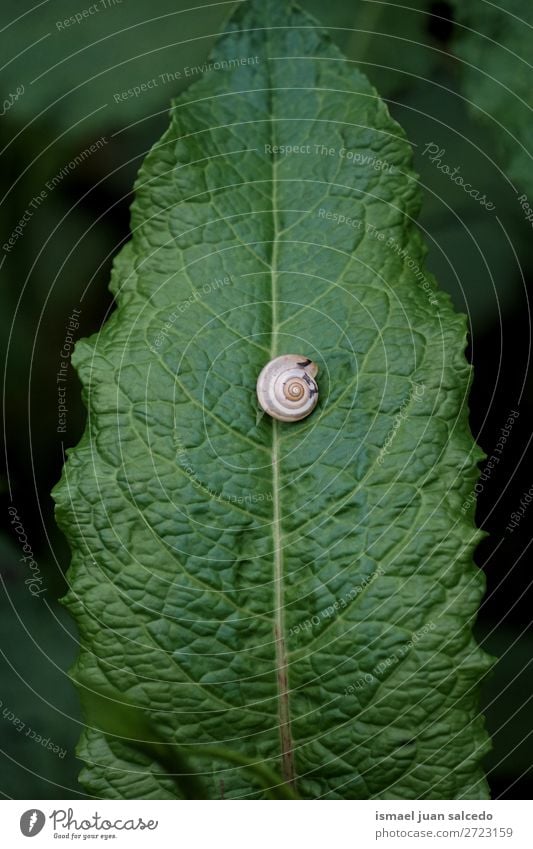 snail on the flower Animal Bug Insect Small Shell Nature Plant Garden Exterior shot fragility Cute Beauty Photography Loneliness