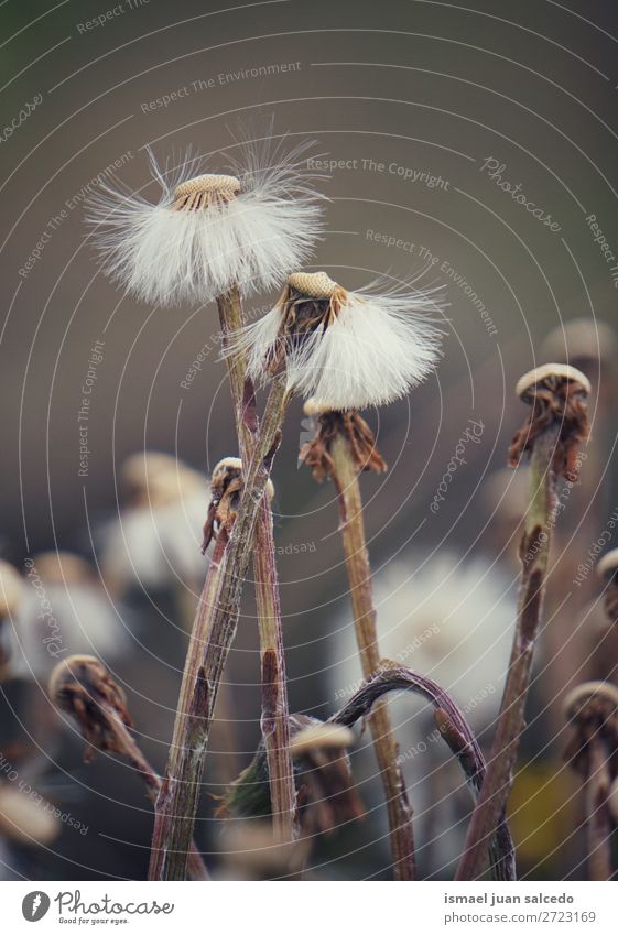 abstract dandelion flower plant Dandelion Flower Plant seed Floral Garden Nature Decoration Abstract Consistency Soft Exterior shot background romantic