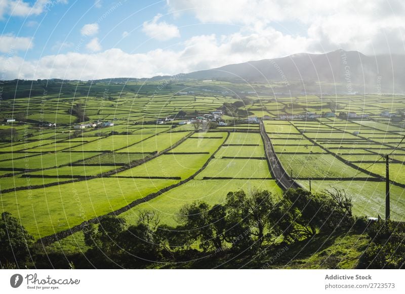 Aerial view to green fields Field Green Vantage point Nature Meadow Grass Landscape Rural Summer Plant Azores Spring Lawn Landing Environment Seasons Farm