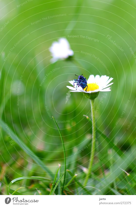 my blue is beautiful Nature Plant Animal Flower Grass Meadow Wild animal 1 Crawl Natural Beautiful Blue Cool (slang) Colour photo Exterior shot Close-up