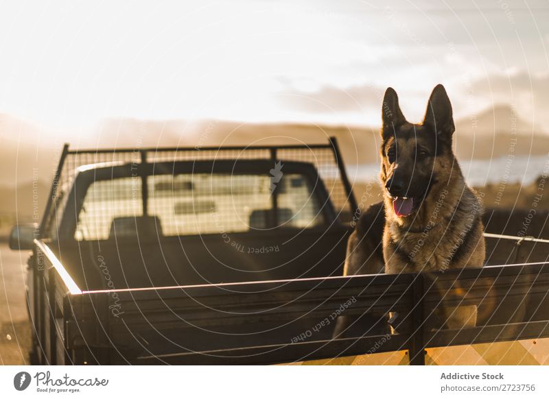 Big dog riding in pickup trunk Dog Car Sit Trunk Pick-up truck Pet Animal Summer Vehicle Cute Vacation & Travel Transport big Shepherd Domestic Azores Trip