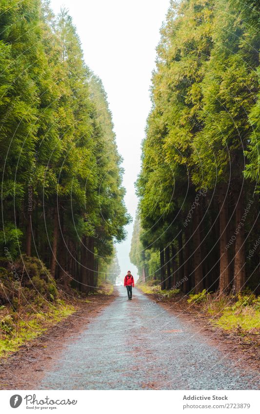 Hiker in forest with hands up Tourist Nature Man Hands up! Walking Street Red Jacket Forest Green Vacation & Travel Adventure Landscape Hiking Azores
