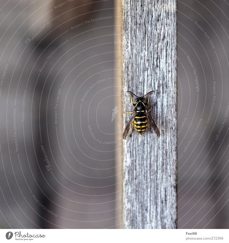 by hook or by crook Environment Spring Garden Farm animal wasp 1 Animal Wood Observe Movement Crawl Small Natural Curiosity Thorny Brown Yellow Black "Queen