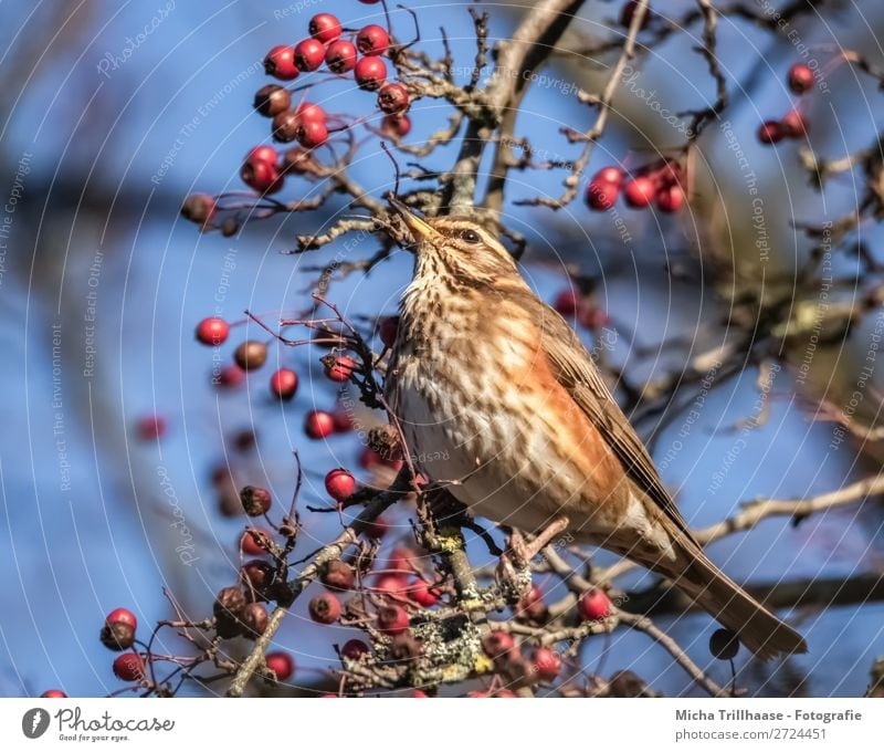 Thrush in a berry bush Fruit Berries Nature Animal Sky Sunlight Beautiful weather Tree Wild animal Bird Animal face Wing Claw Turdus Pilaris Throstle Beak