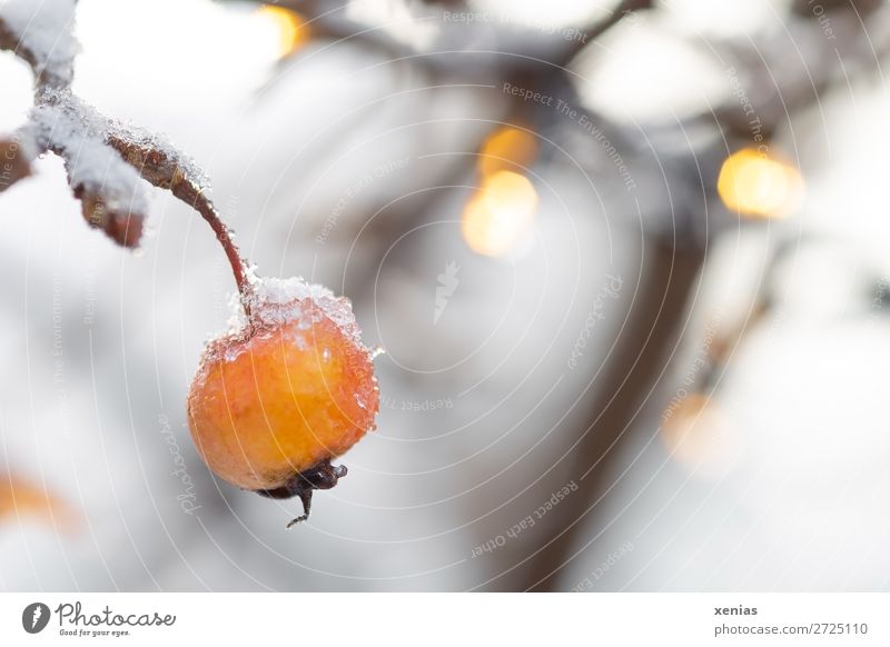 Ornamental apple with snow Winter ornamented apple Apple tree Orange White Nature Fairy lights Snow Colour photo Exterior shot Close-up Detail