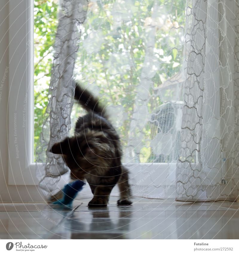 Allow me: Charlie Animal Pet Cat Pelt 1 Playing Bright Curiosity Cute Soft Window garden Cloth Paw Maine Coon purebred cat Colour photo Subdued colour