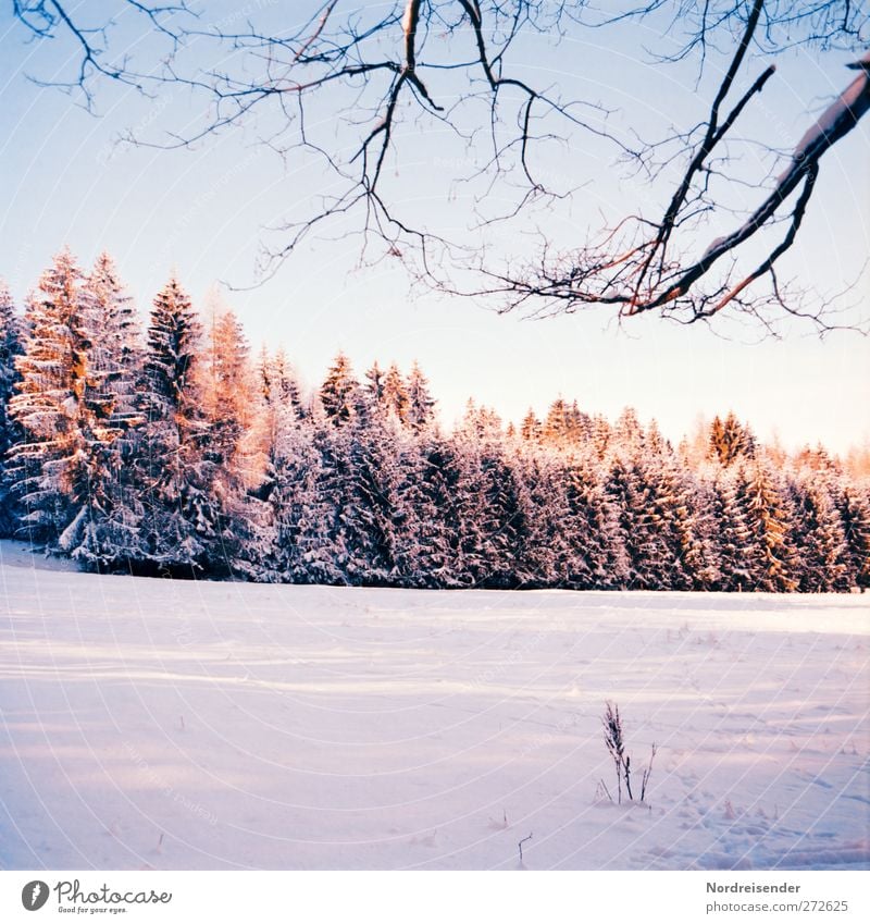 winter evening Senses Calm Winter Snow Winter vacation Nature Landscape Plant Sunlight Climate Weather Beautiful weather Ice Frost Tree Forest Observe Hiking