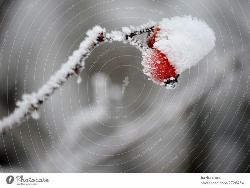 With umbrella, charm and melon with melon. Fruit Plant Winter Ice Frost Snow Rose hip Cold Red White Moody Climate Nature Survive Change Colour photo