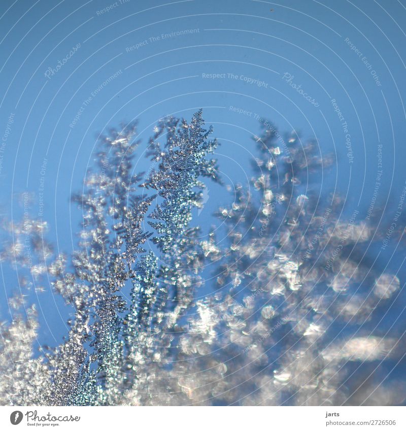 winter vegetation Winter Ice Frost Glass Growth Fresh Glittering Cold Wet Blue Nature Ice crystal Colour photo Exterior shot Close-up Detail