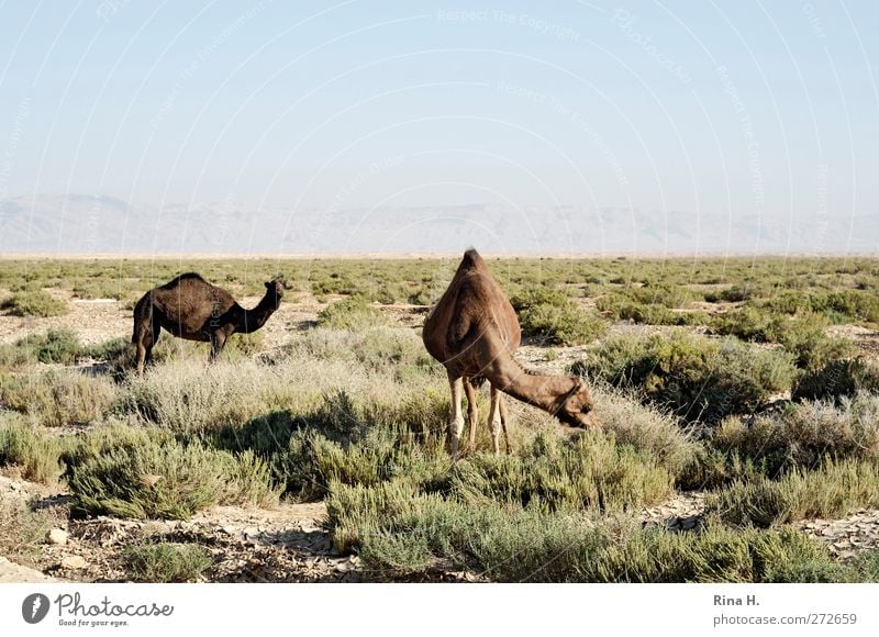 Camelus Dromedarius Nature Landscape Sky Horizon Grass Steppe Tunisia Farm animal 2 Animal Observe To feed Dry Warmth Blue Brown Green Vacation & Travel