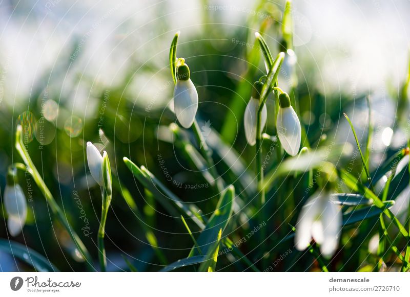 Snowdrops under him. Nature Plant Animal Drops of water Spring Winter Beautiful weather Leaf Wild plant Garden Meadow Authentic Exotic Fresh Small Green White