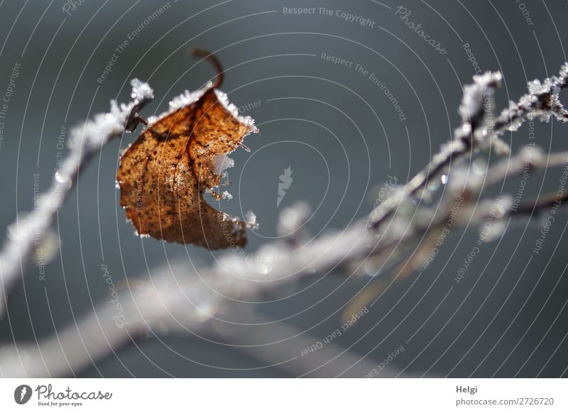 a wilted leaf on a branch with ice crystals Environment Nature Plant Winter Ice Frost Bushes Leaf Twig Park To hold on Freeze Glittering Hang To dry up