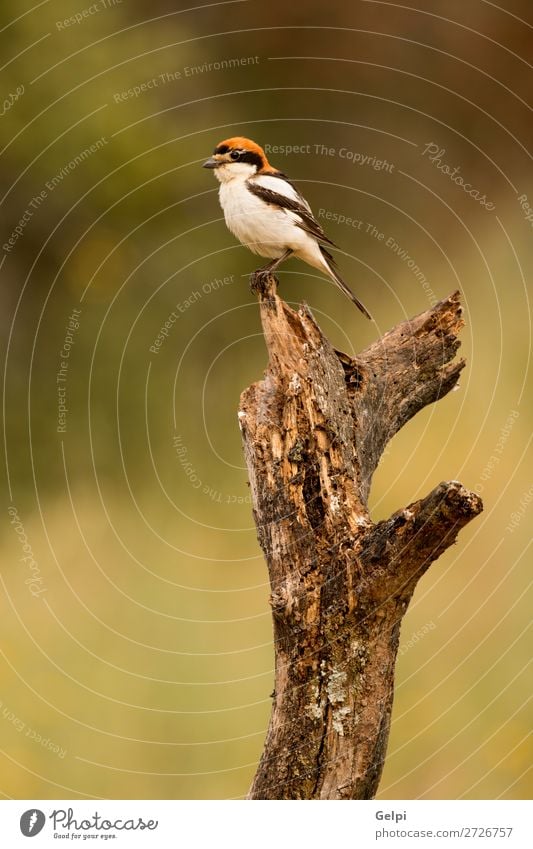 Small bird perched on the branch of a tree Beautiful Hunting Summer Woman Adults Man Nature Animal Sky Bird Sit Wild Blue Brown Green Red Black Colour wildlife