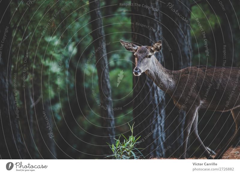 A Wild Free Deer ain The Woods Environment Nature Animal Beautiful weather Wild animal 1 Green Discover Climate Colour photo Exterior shot Deserted Day Evening