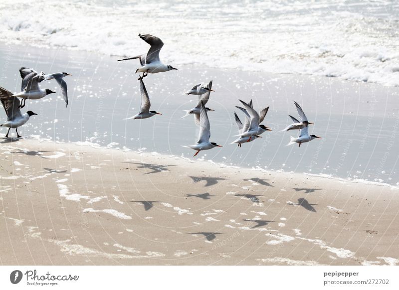 V v Vv V V v v Summer Beach Ocean Waves Animal Bird Group of animals Flying Attachment Seagull Exterior shot Animal portrait
