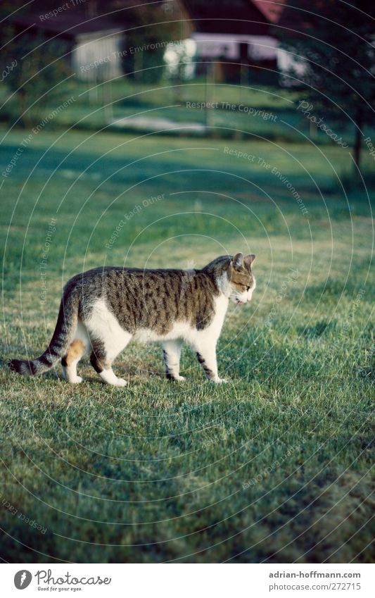 village hangover Nature Animal Grass Garden Meadow Pet Cat 1 Looking Happy Colour photo Exterior shot Day Animal portrait Profile Looking away