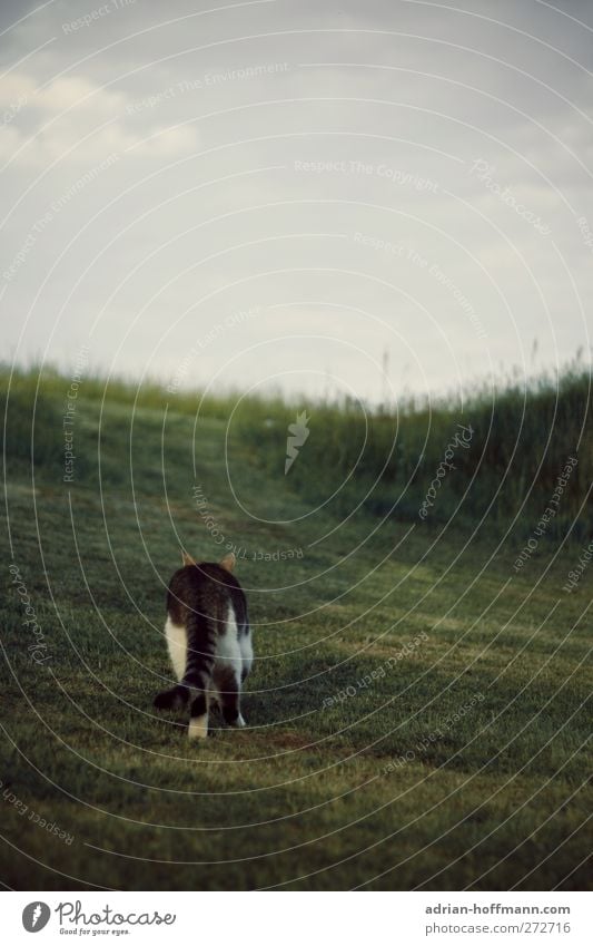 I'm going my own way... Nature Animal Grass Garden Meadow Pet Cat 1 Curiosity Colour photo Exterior shot Copy Space top Day Animal portrait Rear view