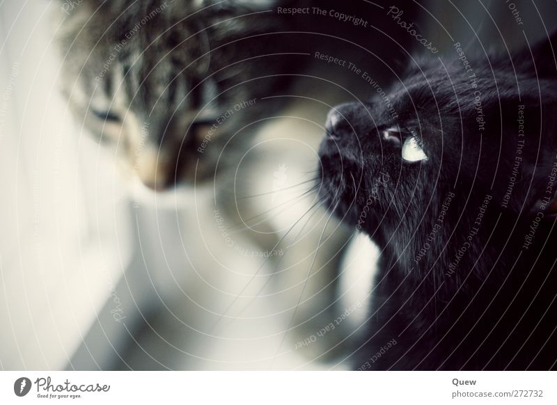 cat meeting place Animal Pet Cat 2 Pair of animals Observe Looking Dream Gray Black Interest Far-off places Colour photo Interior shot Day Blur