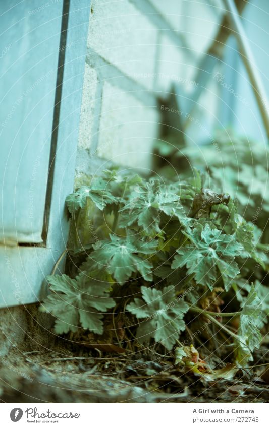 on the ground Garden Environment Nature Plant Wild plant Growth Authentic Fresh Beautiful Blue Turquoise Harmonious Wall (building) Untidy Chaos Colour photo