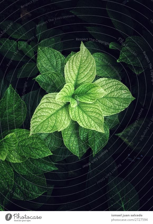 green plant leaves Plant Leaf Green Garden Floral Nature Decoration Abstract Consistency Fresh Exterior shot background Beauty Photography fragility spring