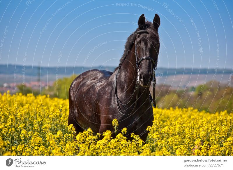 spring outing Nature Landscape Sky Cloudless sky Spring Canola Meadow Hill Pet Horse 1 Animal Observe Relaxation Fresh Glittering Happy Clean Brown Yellow Gray
