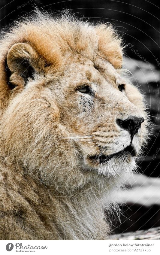 lion Wild animal Lion 1 Animal Observe Elegant Success Fantastic Large Blue Brown Gold Gray Black White Honor Bravery Self-confident Endurance Pride Adventure