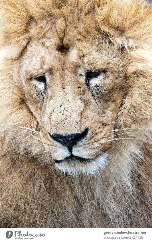 # King of the savannah Nature Animal Wild animal Lion 1 Observe To enjoy Listening Large Muscular Blue Brown Gold Gray Black Silver White Contentment Bravery