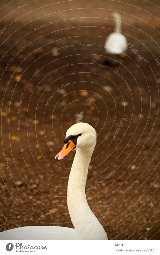 forever.... Environment Nature Earth Autumn Park Animal Bird Swan Animal face 2 Pair of animals Walking Stand Dark Together Brown White Loyalty Beak Zoology