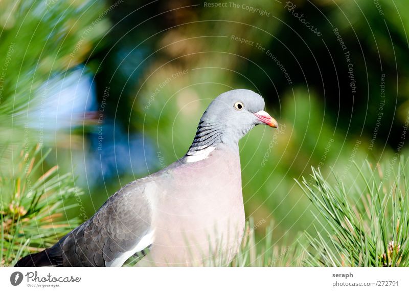 Columbidae Pigeon dove Animal Bird wood pigeon Feather Plumed Tree Freedom Green Nature Exterior shot Wild Ornithology Park Peace Resting Observe Sit Branch