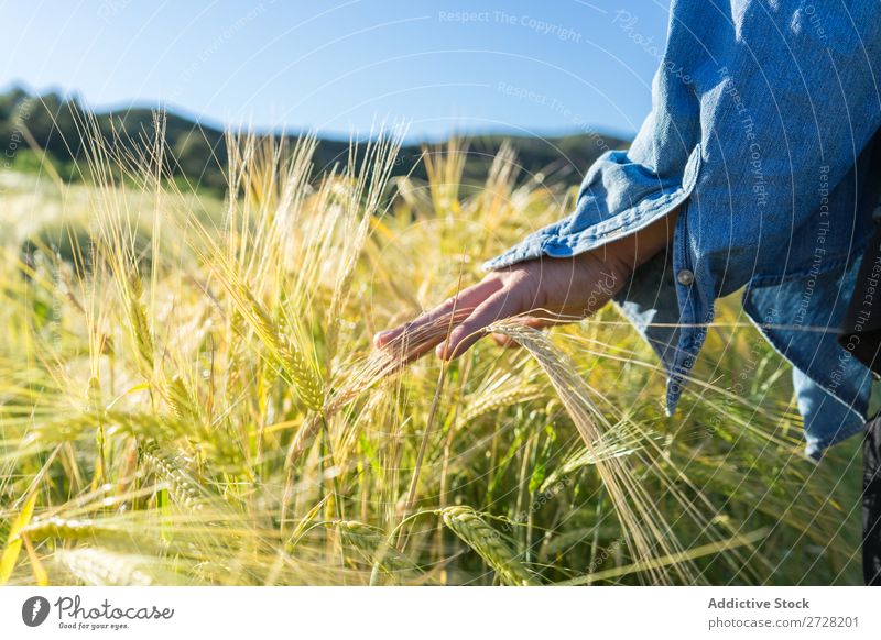 Crop person walking in summer field Human being Field Summer Touch Nature Lifestyle Landscape Organic Hand body part Meadow Exterior shot Grass Plant Countries