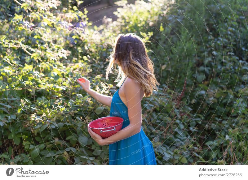 Girl picking berries in backyard Woman Garden collecting Berries Harvest Sweet Agriculture Gardener Nature Mature Organic Natural Fresh Bushes Vitamin orchard