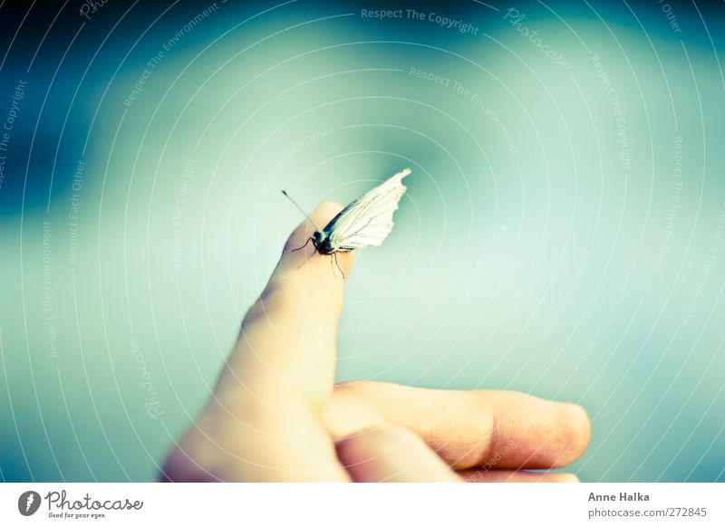 Pieris brassicae Hand Touch Smooth cabbage white Butterfly Butterflies in the stomach Feeler Fingers Captured Freedom Far-off places Longing Sit Flying Forwards