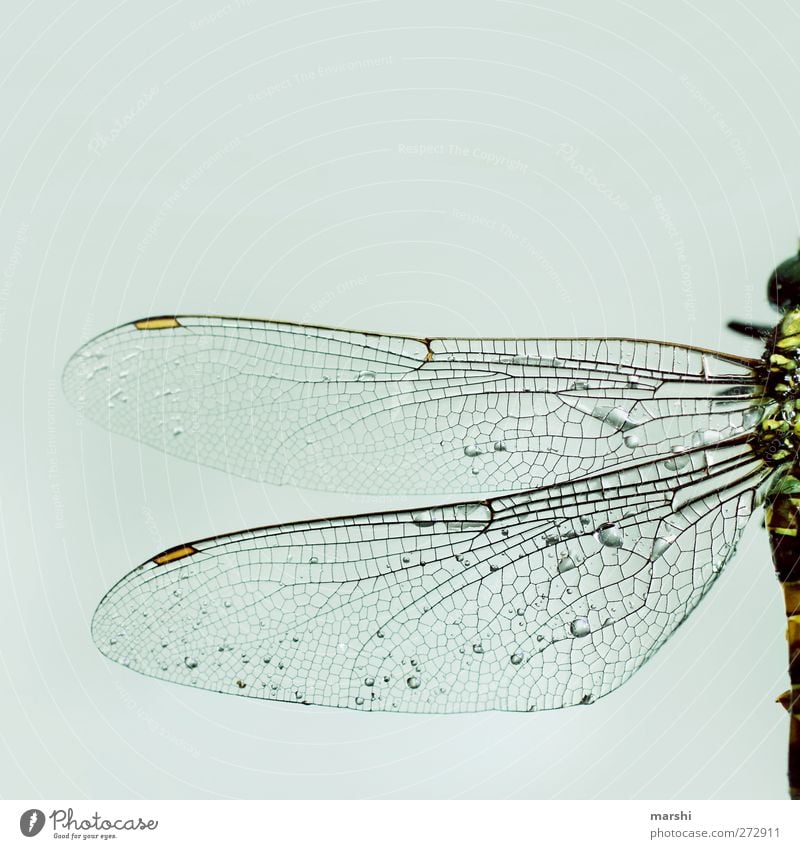 fragile Animal Dead animal 1 Bright Dragonfly Dragonfly wings Insect Half Wing Structures and shapes Colour photo Close-up Detail
