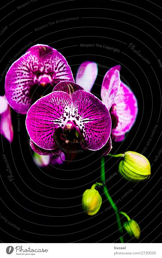 exquisite orchid on black background Beautiful Garden Nature Plant Flower Orchid Blossom Park Dark Yellow Green Pink Black Purple awesome Beauty Photography