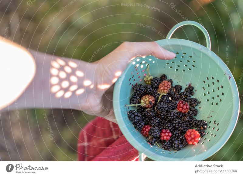 Colander with blackberries Woman Blackberry Garden Plant Nature Summer Organic Healthy Agriculture Food Mature Harvest Fresh Berries Delicious Raw Diet