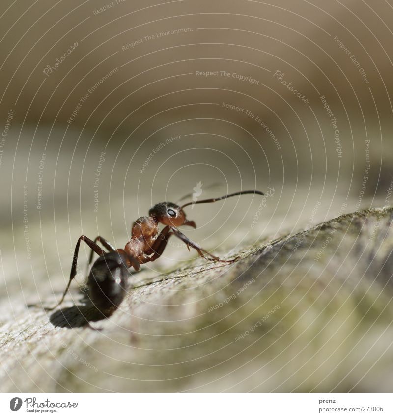 A Tit Environment Nature Animal Wild animal 1 Brown Red Waldameise Ant Insect Colour photo Exterior shot Deserted Copy Space top Day Light Shadow Sunlight