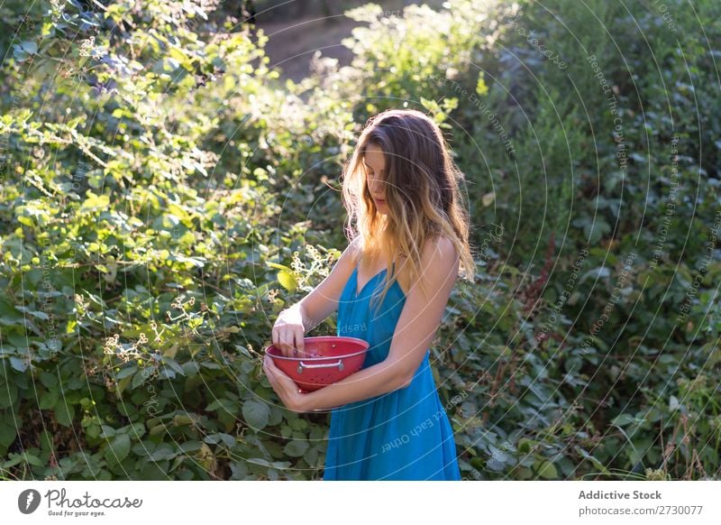 Girl picking berries in backyard Woman Garden collecting Berries Harvest Sweet Agriculture Gardener Nature Mature Organic Natural Fresh Bushes Vitamin orchard