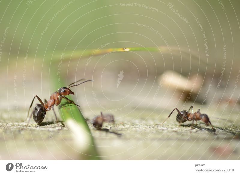 B tit Environment Nature Animal Wild animal 2 Brown Green Red Ant Insect Blade of grass Colour photo Exterior shot Close-up Deserted Copy Space top Day Light