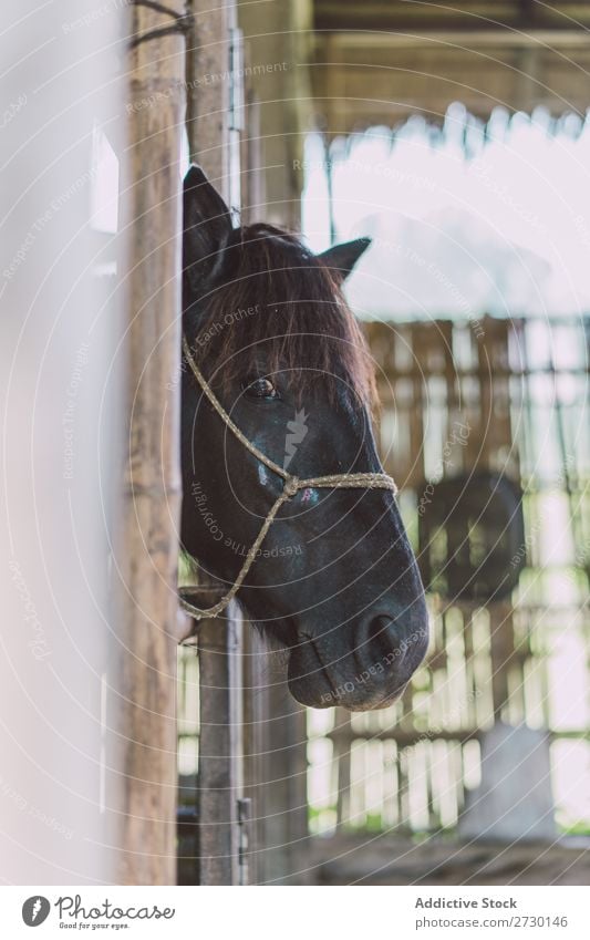 Head of horse in stable Horse Pasture Stand Stable Nature Summer Beautiful Farm Animal Beauty Photography Landscape Rural stallion equine Brown equestrian Free