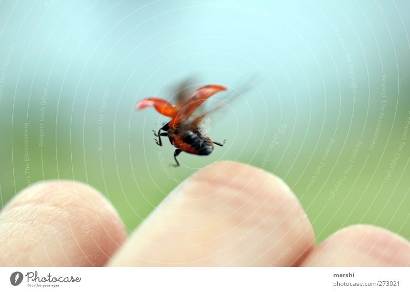 Marie learns to fly Animal Wing 1 Red Ladybird Beetle Flying Floating Hand Garden Departure Small Insect Colour photo Exterior shot Close-up
