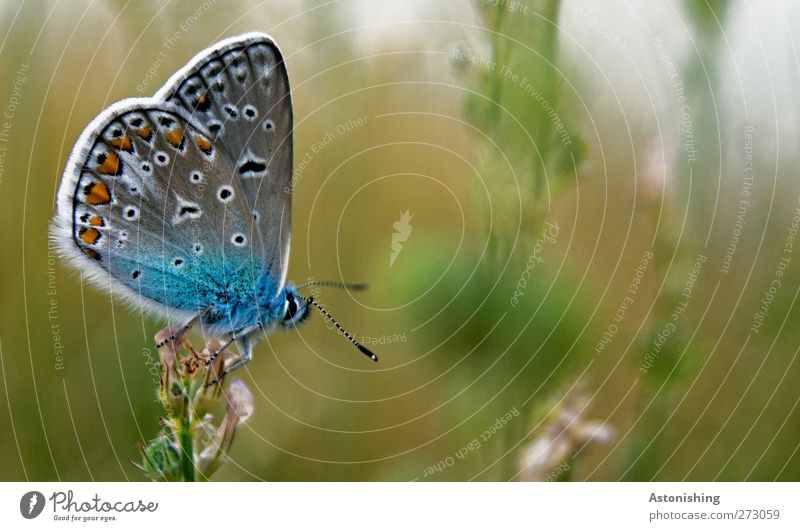 "LOOK AT ME!" Environment Nature Plant Animal Summer Flower Grass Meadow Butterfly 1 Observe Sit Stand Beautiful Blue Multicoloured Green White