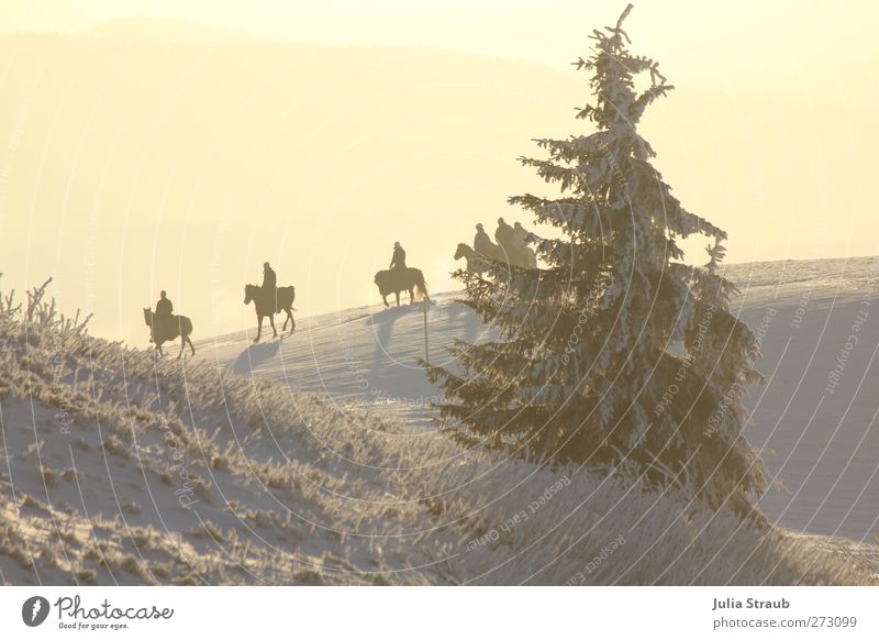 ride Human being 5 Landscape Sunlight Winter Snow Tree Mountain Farm animal Horse 4 Animal Group of animals Relaxation Ride Fir tree Colour photo Exterior shot