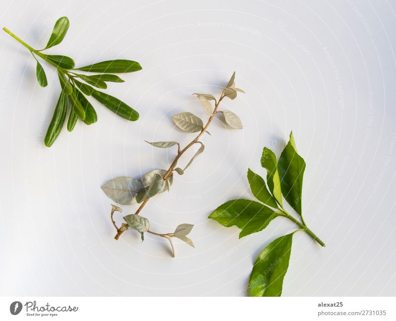 Leaves on white background Design Decoration Nature Plant Tree Leaf Natural Green White branch flat frame Horizontal isolated lay spring Top Vantage point
