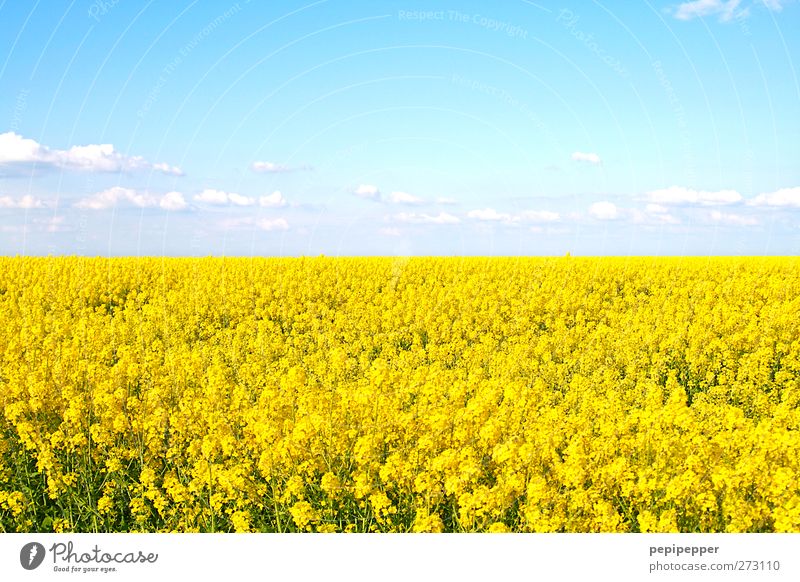 Yellow Sea Grain Far-off places Summer Environment Nature Landscape Plant Sky Clouds Beautiful weather Blossom Agricultural crop Field Blossoming Fragrance