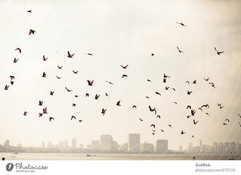 Bombay pigeons India Asia Town Port City Skyline Animal Bird Wing Flock Old Warmth Brown Yellow Gold Moody Adventure Pigeon Head Colour photo Subdued colour