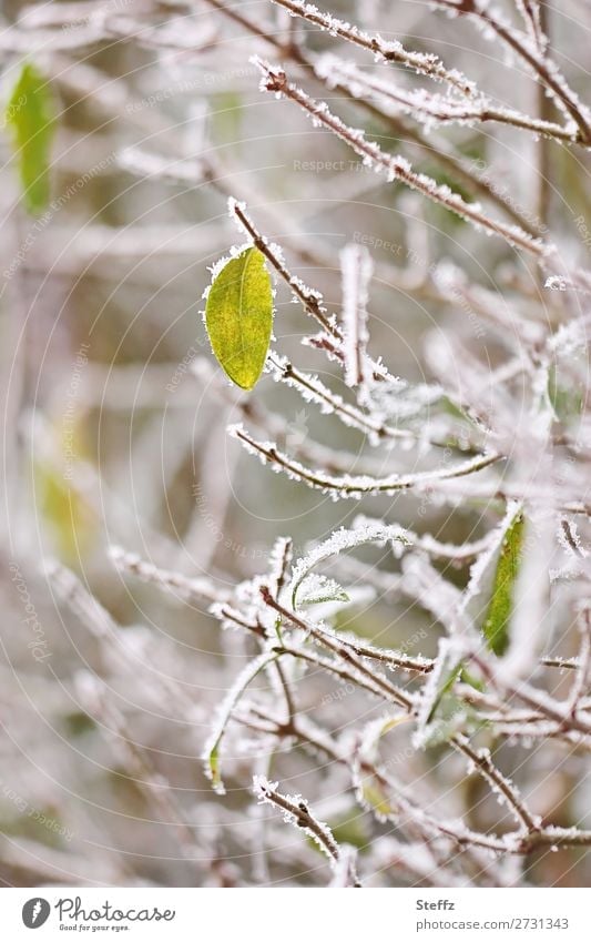 branches covered with hoarfrost Hoar frost winter cold onset of winter Cold shock Frost chill Ice Leaf Frozen Freeze Winter's day cold snap Winter mood Seasons