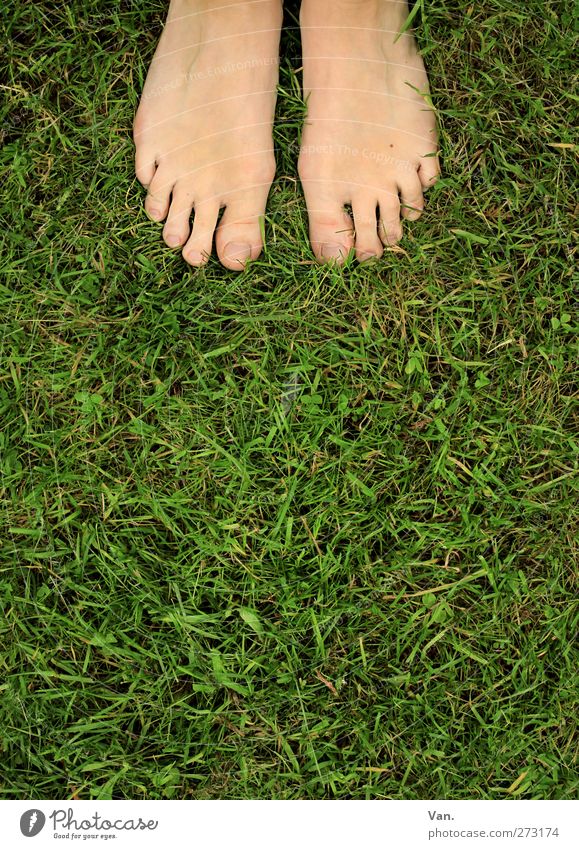 barefoot Human being Feminine Feet Toes 1 18 - 30 years Youth (Young adults) Adults Nature Animal Spring Plant Grass Meadow Stand Fresh Green Barefoot