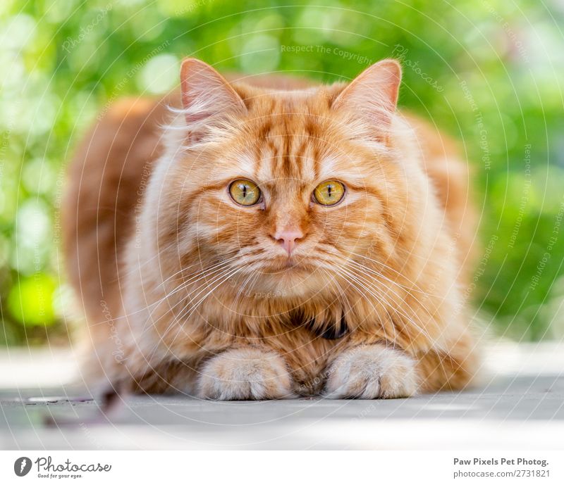 A ginger cat looking at the camera. Animal Pet Cat Pelt Paw 1 Lie Cat eyes Kitten Iris Staring Appetite Majestic Exterior shot Close-up Detail Deserted Morning